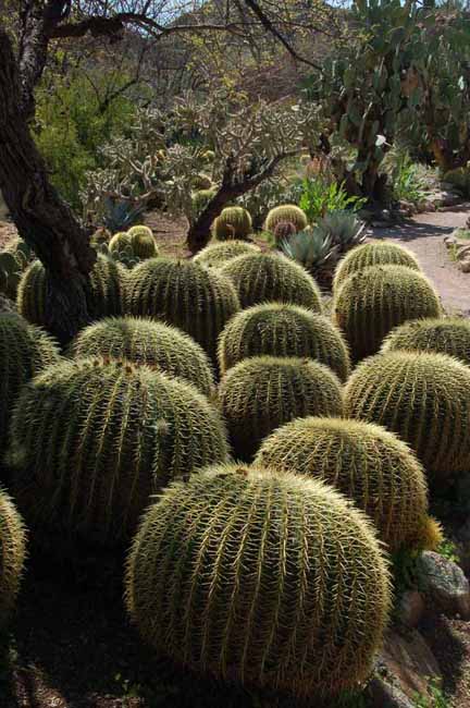 golden barrel cactus